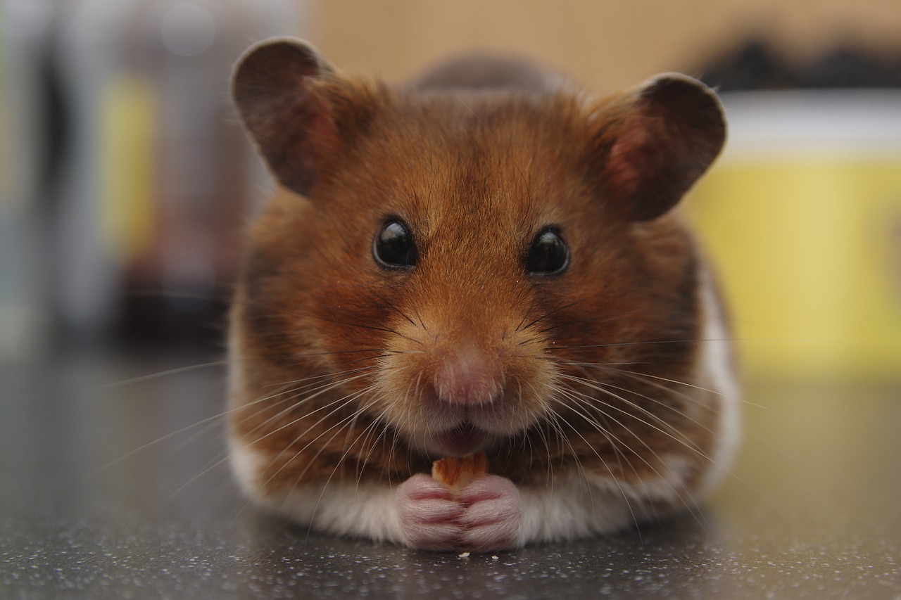 How To Keep Hamsters Safe Around Pets