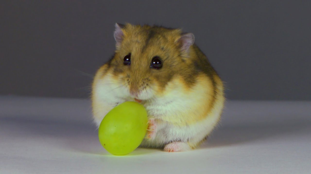 Can Hamsters-Eat-Grapes