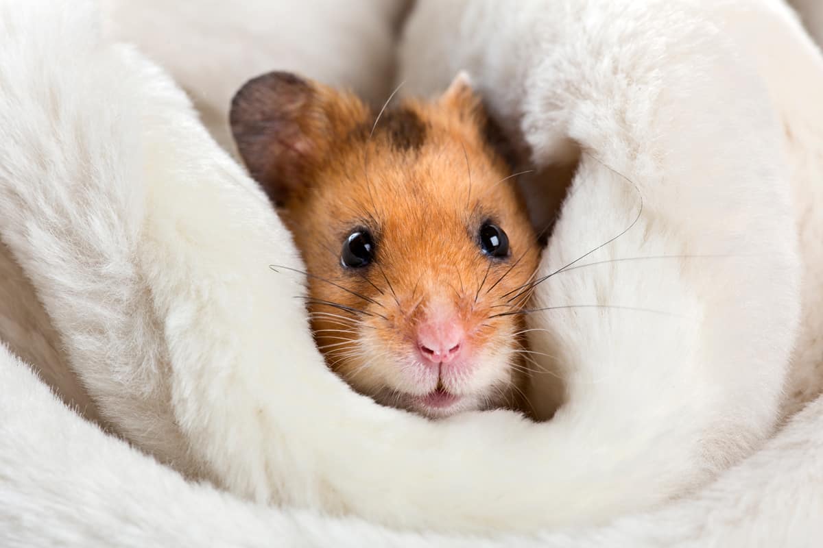 How To Keep Your Hamster Warm During Winter-Time