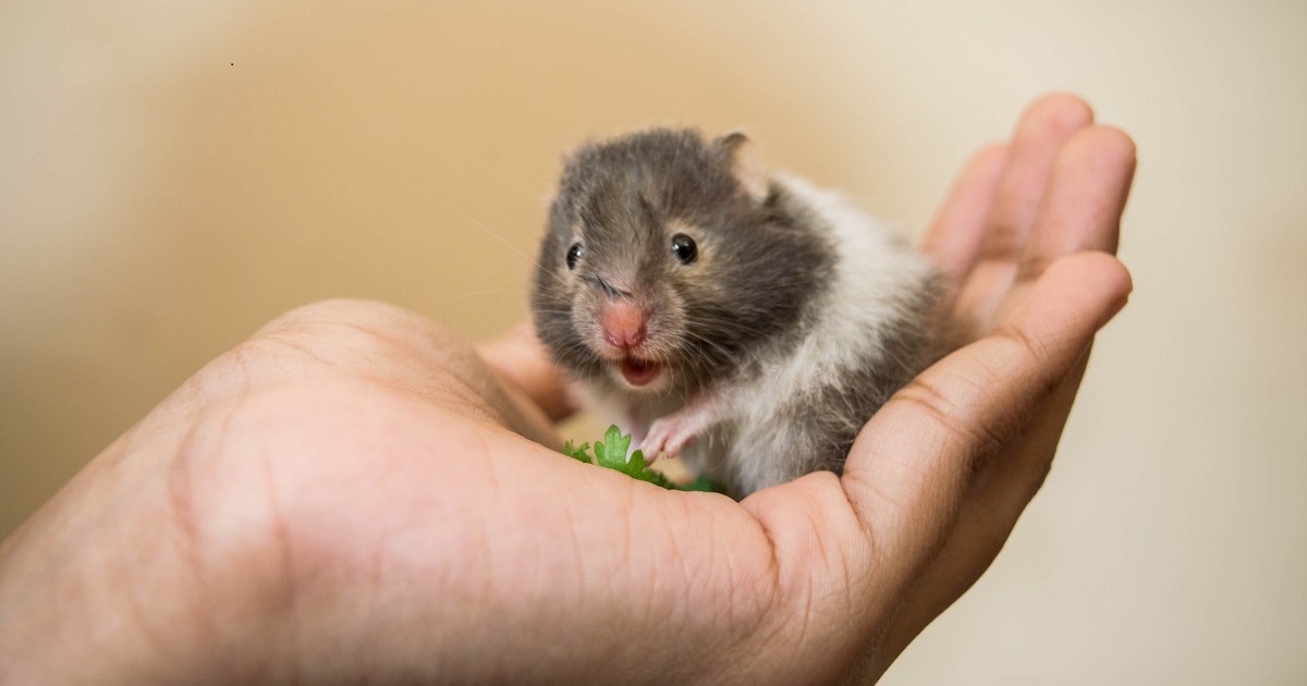 Which Hamster Breed Is Best For-Kids
