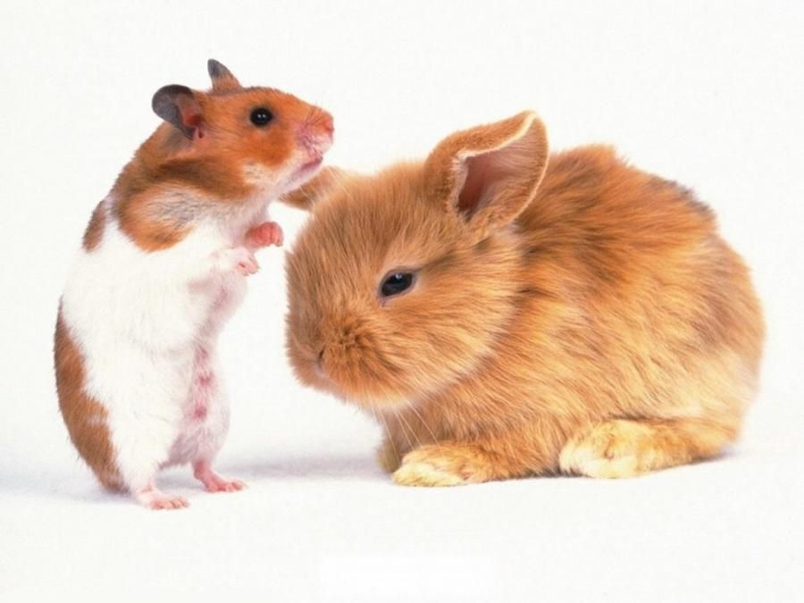 Can Hamsters And Rabbits-Play-Together