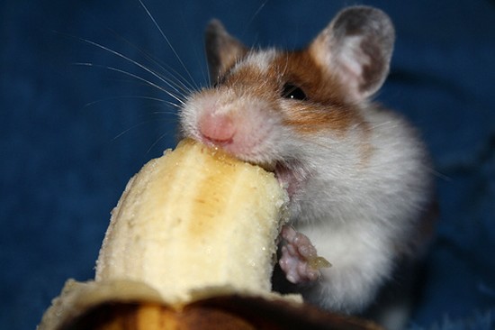 Can Hamsters Eat A-Banana