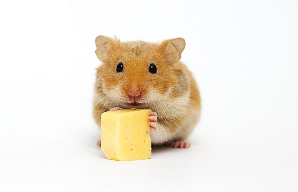 Can Hamsters Eat-Cheese