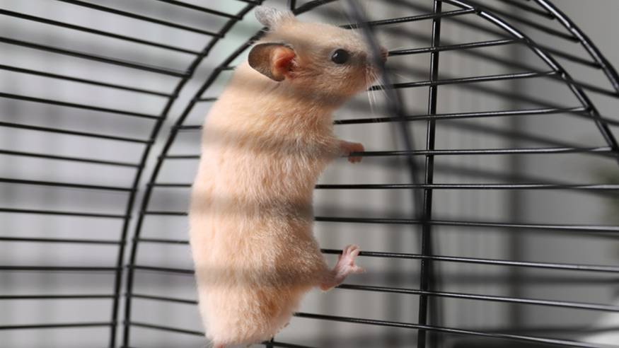 Can Hamsters Jump And-Climb