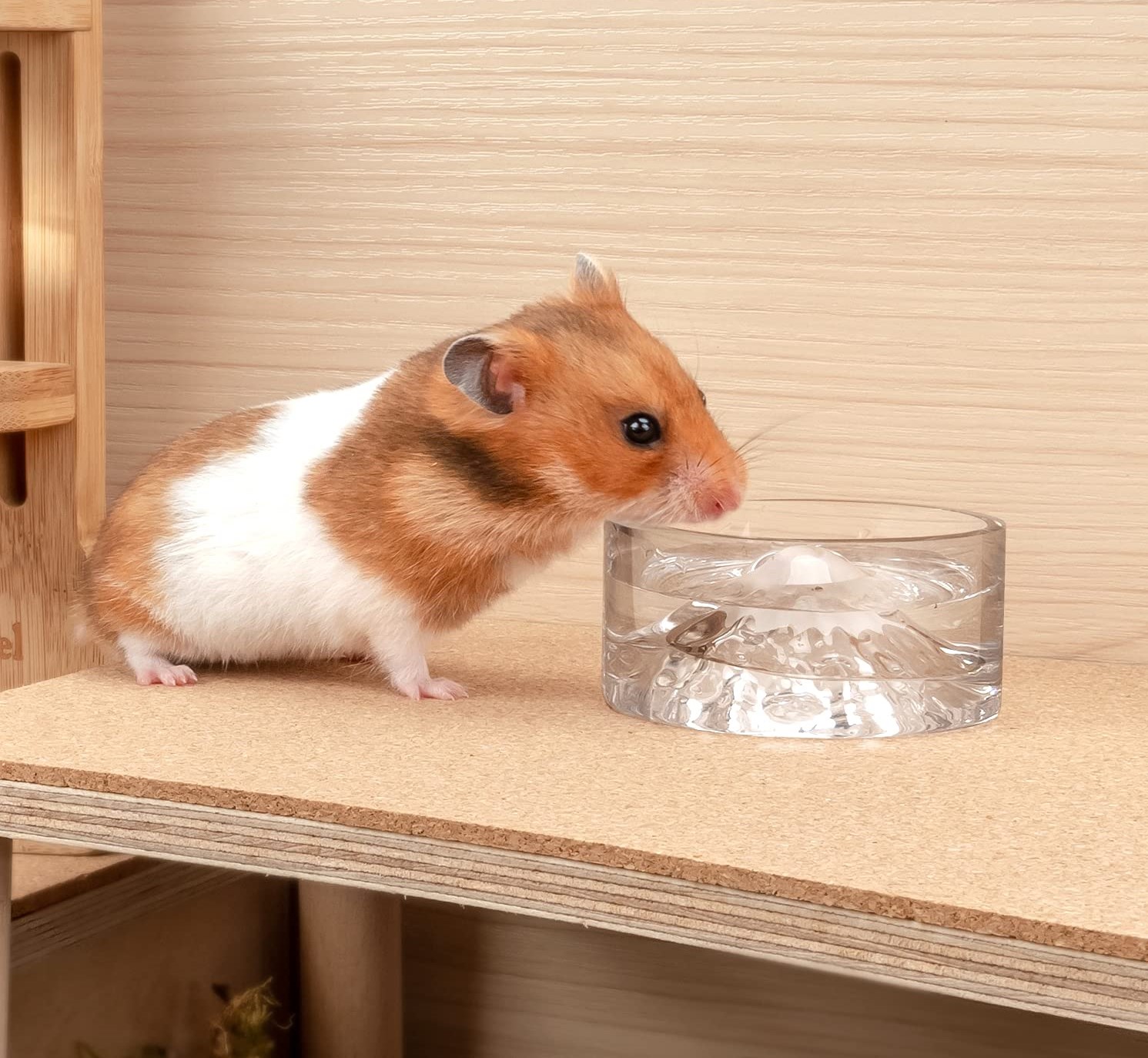 Can Hamsters Use Water-Bowls