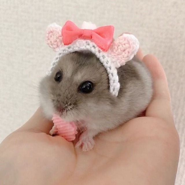 Can Hamsters Wear-Clothes