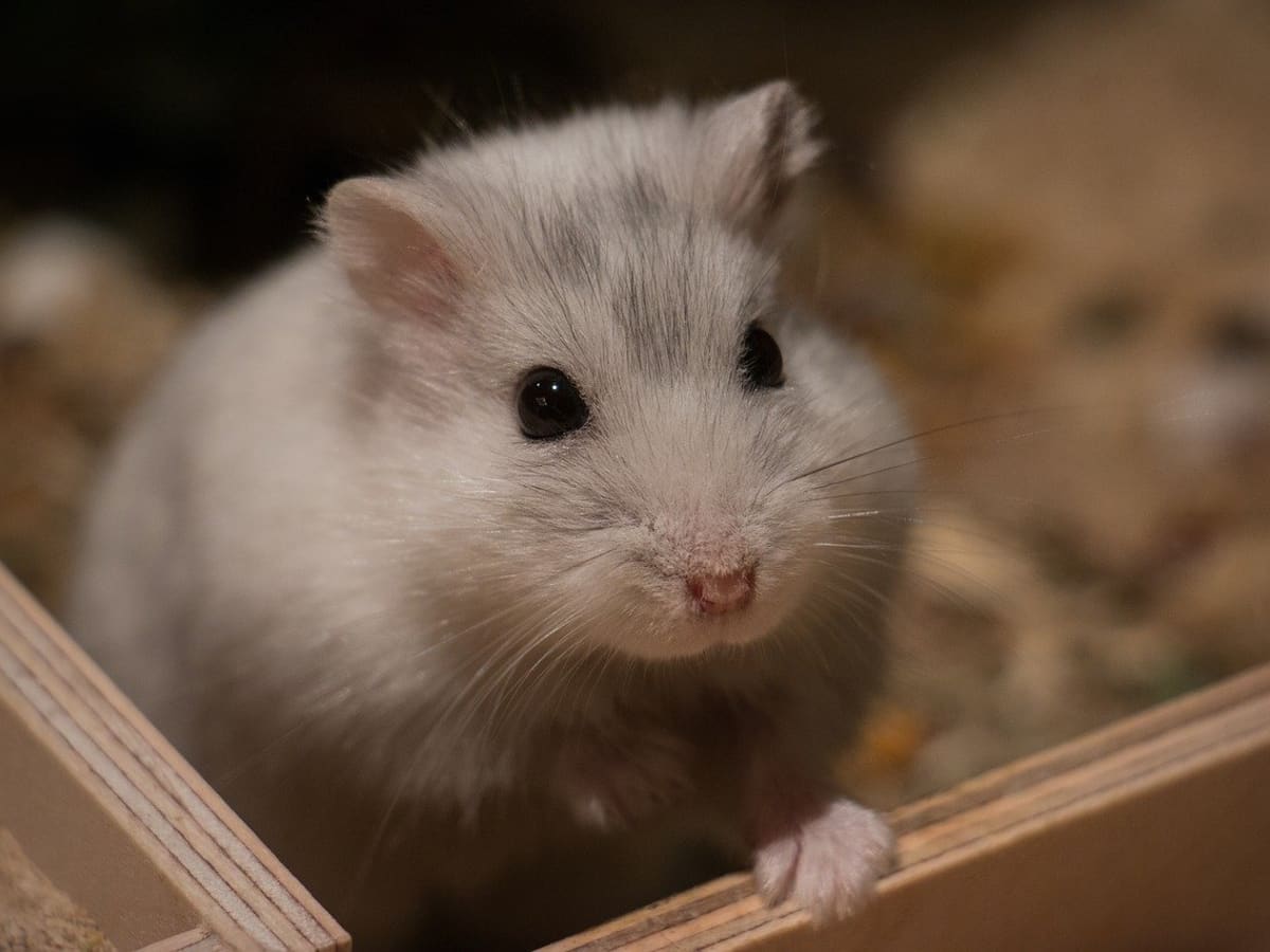 Do Hamsters Need Light At-Night