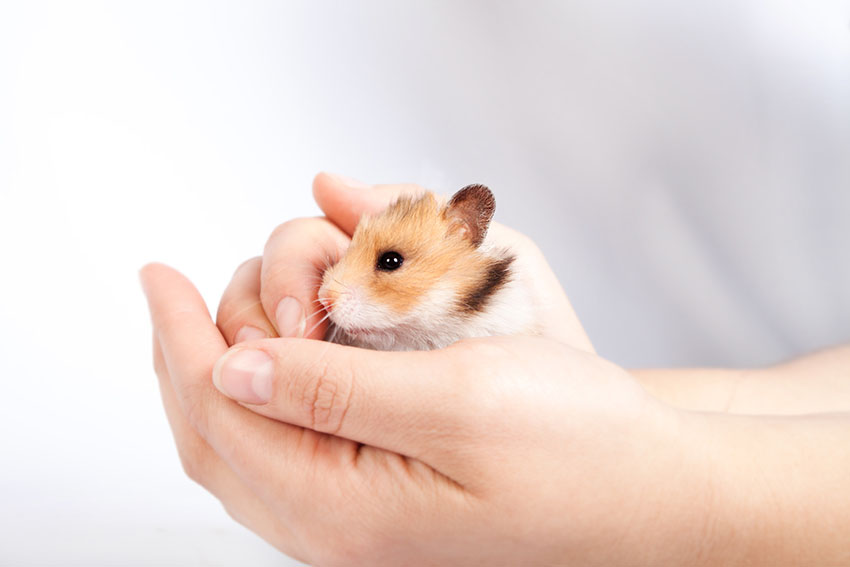 How To Hold A Syrian-Hamster