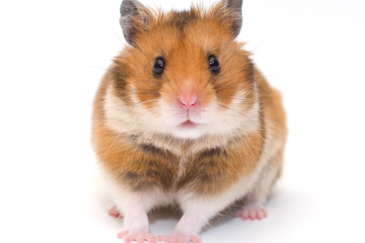 How To Train A Hamster Not-To Bite