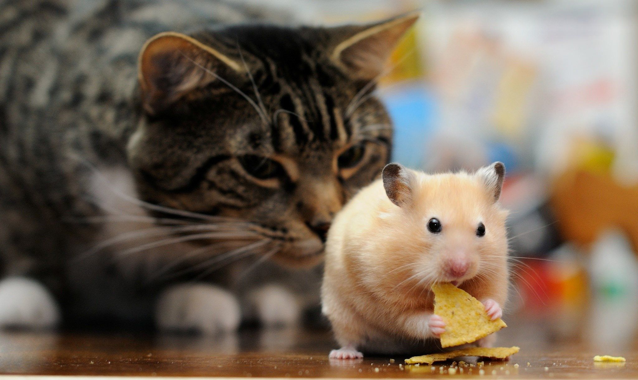 Can Hamster And Cat Get-Along