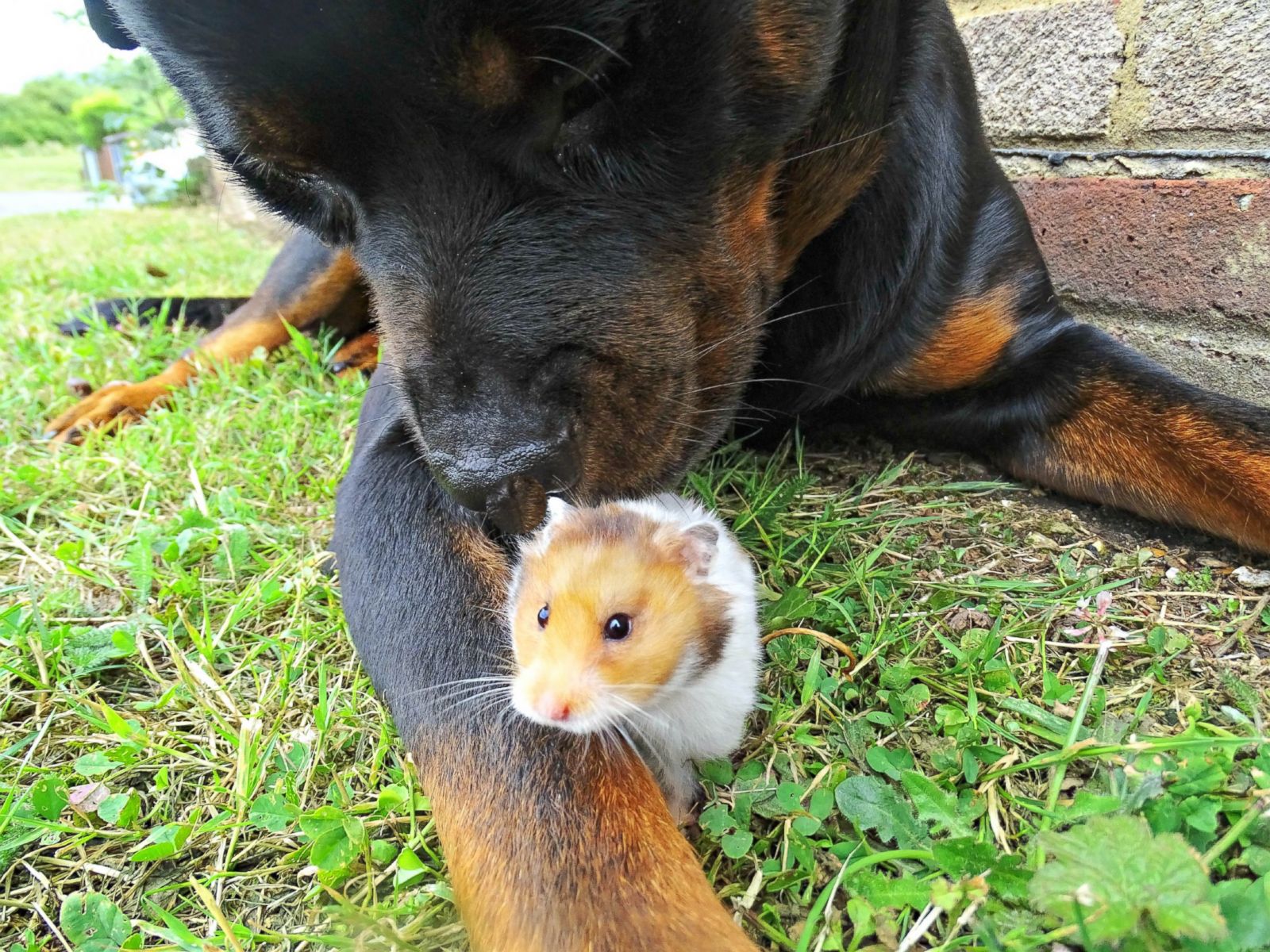 Can Hamster And Dog Get-Along