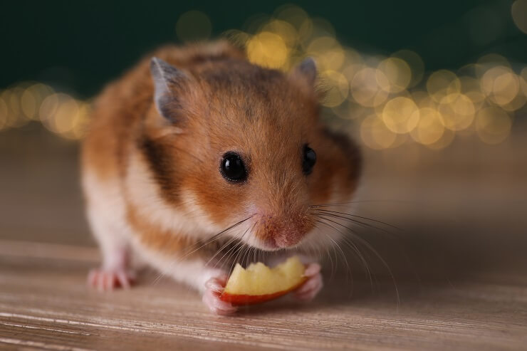 Can Hamsters Eat-Apples