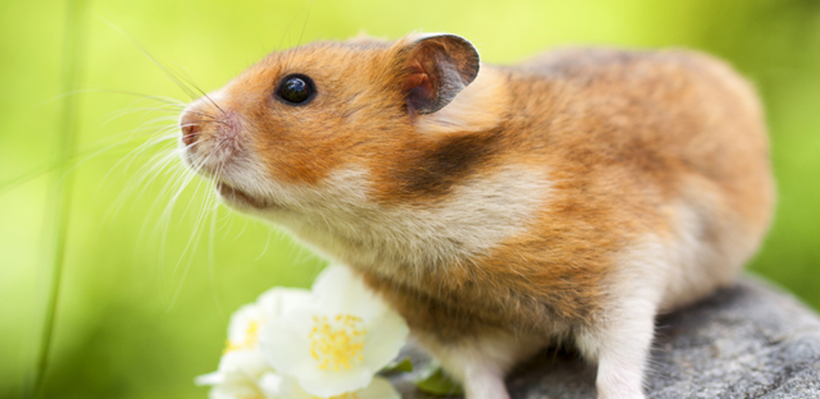 Can Hamsters Live In Hot-Weather