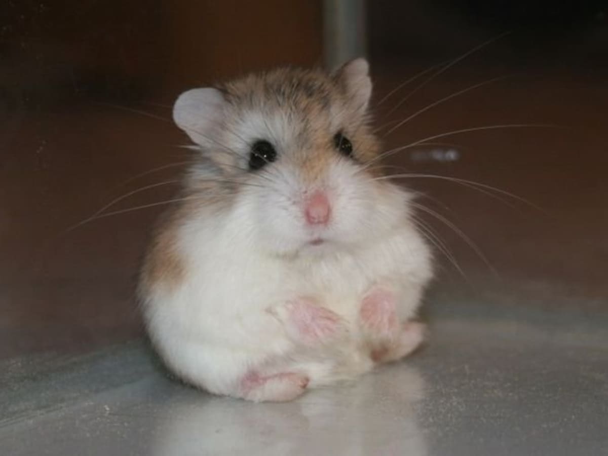 Do Hamsters Get-Lonely