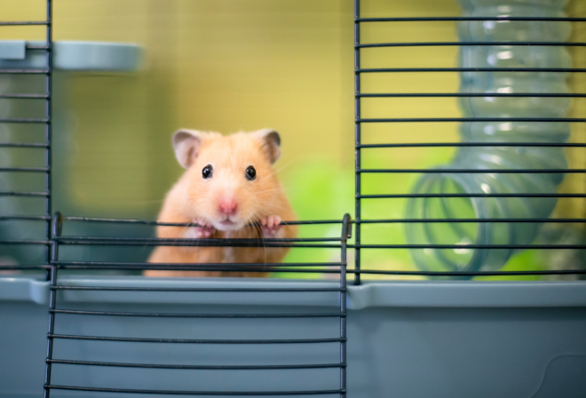 How Do I Stop My Hamster From Escaping The-Cage