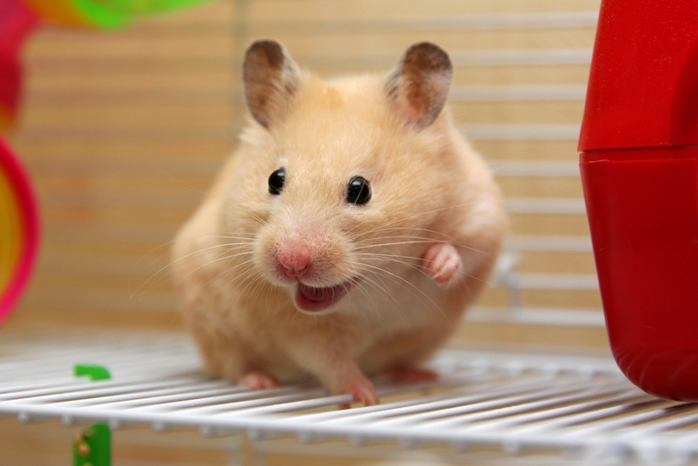How Long Can A Hamster Go Without Food and-Water