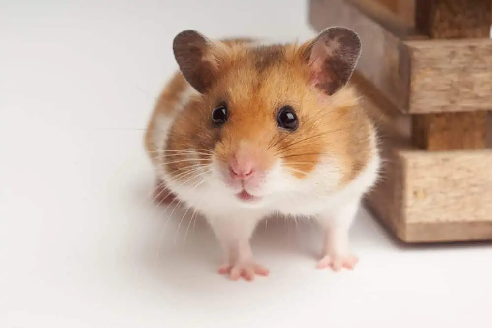 How Much Does A Hamster-Cost