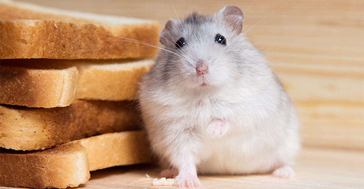 Can Hamsters Eat-Bread